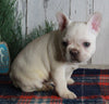 AKC Registered French Bulldog For Sale Millersburg OH Male-Winston