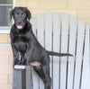 AKC Registered Labrador Retriever For Sale Sugarcreek, OH Male- Buddy