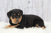 AKC Registered Rottweiler For Sale Millersburg, OH Male- Thunderbolt