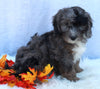 Mini Sheepadoodle For Sale Millersburg OH Female-Gloria