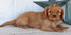 AKC Registered Cavalier For Sale Millersburg OH Male-Asher