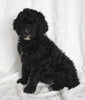 Standard Goldendoodle For Sale Sugarcreek OH Male-Scottie