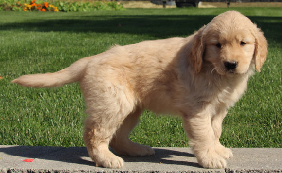 AKC Registered Golden Retriever For Sale Millersburg OH Female-Penny