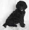 Standard Goldendoodle For Sale Sugarcreek OH Male-Scottie