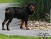 Rottweiler For Sale Fredericksburg OH -Female Maggie