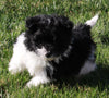 Pompoo For Sale Holmesville OH Female-Lily