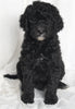 Standard Goldendoodle For Sale Sugarcreek OH Male-Scottie