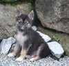 German Shepherd/Siberian Husky For Sale Millersburg OH Male-Jamie