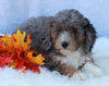 Mini Sheepadoodle For Sale Millersburg OH Female-Gladys