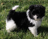 Pompoo For Sale Holmesville OH Female-Lily