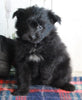 Pomapoo For Sale Millersburg OH Female-Sally