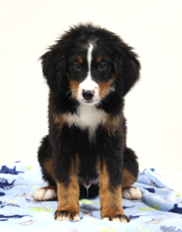 AKC Registered Bernese Mountain Dog For Sale Brinkhaven OH Male-Bruno