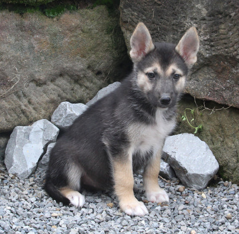 German Shepherd/Siberian Husky For Sale Millersburg OH Female-Juliet