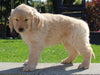 AKC Registered Golden Retriever For Sale Millersburg OH Female-Peggy
