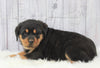 AKC Registered Rottweiler For Sale Millersburg, OH Male- Diamond