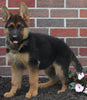 AKC Registered German Shepherd For Sale Millersburg OH Female-Rosalie