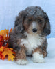 Mini Sheepadoodle For Sale Millersburg OH Female-Gladys