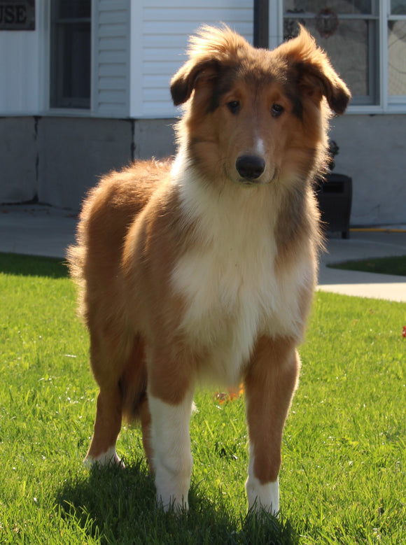 AKC Registered Lassie Collie For Sale Millersburg OH Male-Willie