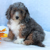 Mini Sheepadoodle For Sale Millersburg OH Female-Gladys