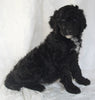 Standard Goldendoodle For Sale Sugarcreek OH Female-Sandi