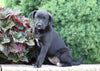 Labrador Retriever Mix For Sale Sugarcreek, OH Female- Rosey
