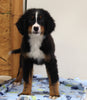 AKC Registered Bernese Mountain Dog For Sale Brinkhaven OH Male-Bruno