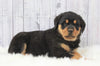 AKC Registered Rottweiler For Sale Millersburg, OH Male- Diamond