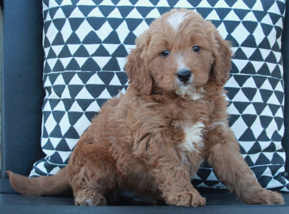 Mini Goldendoodle For Sale Applecreek OH Male-Shaq