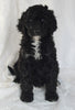 Standard Goldendoodle For Sale Sugarcreek OH Female-Sandi