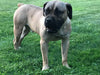 ICA Registered Boerboel Puppy For Sale Dundee OH Female Manhatten