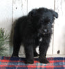 Pomapoo For Sale Millersburg OH Female-Suzanna