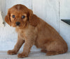 AKC Registered Cavalier For Sale Millersburg OH Female-Ashley