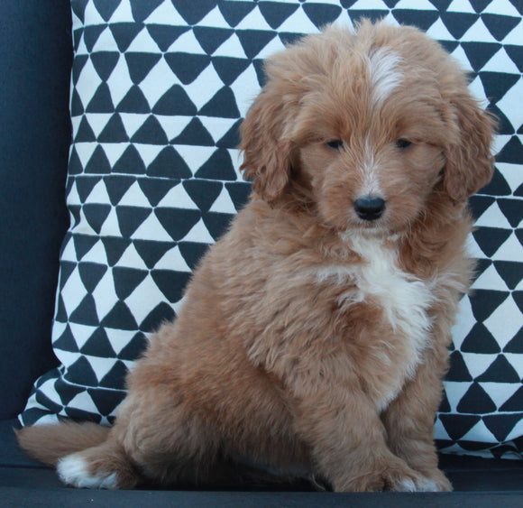 Mini Goldendoodle For Sale Applecreek OH Male-Jade