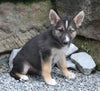 German Shepherd/Siberian Husky For Sale Millersburg OH Female-Jenna
