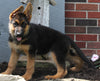AKC Registered German Shepherd For Sale Millersburg OH Female-Renita