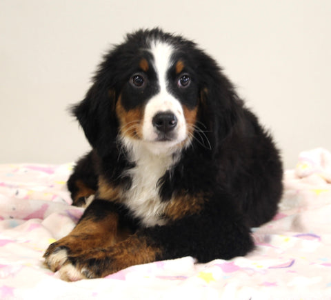 AKC Registered Bernese Mountain Dog For Sale Brinkhaven OH Female-Bethany