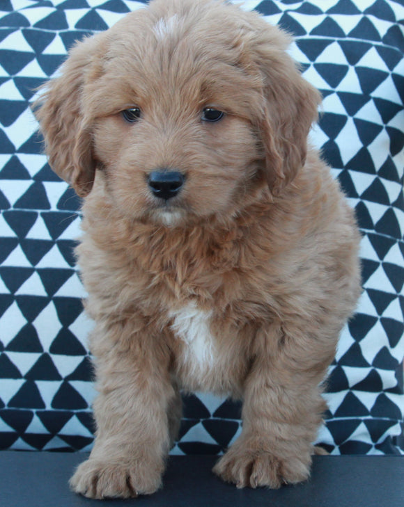 Mini Goldendoodle For Sale Applecreek OH Male-Kobe