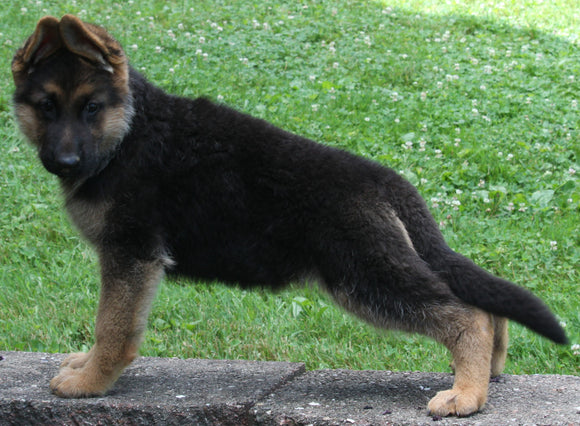 AKC Registered German Shepherd For Sale Baltic, OH Female- Roxy