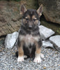 German Shepherd/Siberian Husky For Sale Millersburg OH Male-Justin