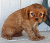 AKC Registered Cavalier For Sale Millersburg OH Female-Angie