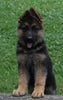AKC Registered German Shepherd For Sale Baltic, OH Female- Roxy