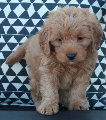 Mini Goldendoodle For Sale Applecreek OH Female-Lily