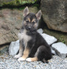 German Shepherd/Siberian Husky For Sale Millersburg OH Male-Joey