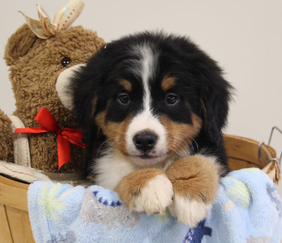AKC Registered Bernese Mountain Dog For Sale Brinkhaven OH Male-Cameron