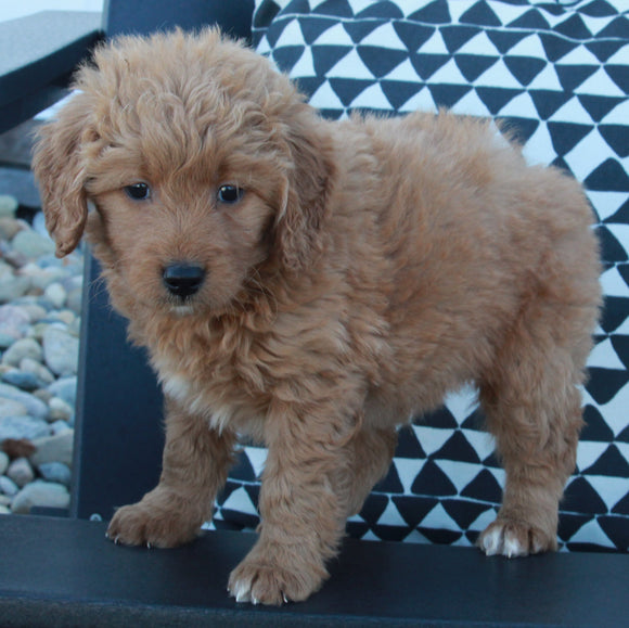 Mini Goldendoodle For Sale Applecreek OH Female-Poppy