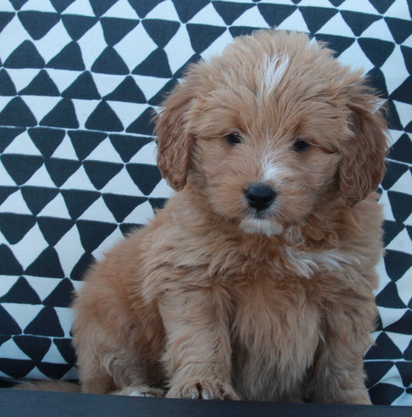 Mini Goldendoodle For Sale Applecreek OH Female-Jasmine