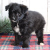 Pomapoo For Sale Millersburg OH Female-Rosy