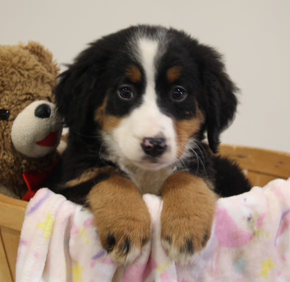 AKC Registered Bernese Mountain Dog For Sale Brinkhaven OH Female-Carly