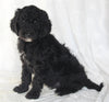 Standard Goldendoodle For Sale Sugarcreek OH Male-Shadow