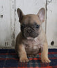 AKC Registered French Bulldog For Sale Millersburg OH Female-Pearl